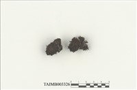 藏品(叢苔科)的圖片